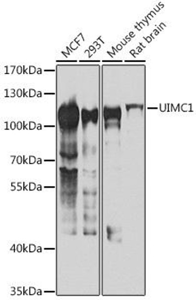 Epigenetics and Nuclear Signaling Antibodies 4 Anti-UIMC1 Antibody CAB7244