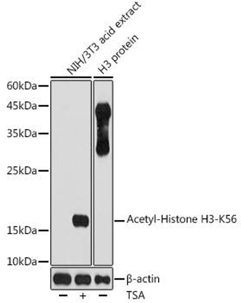 Epigenetics and Nuclear Signaling Antibodies 4 Anti-Acetyl-Histone H3-K56 Antibody CAB7256
