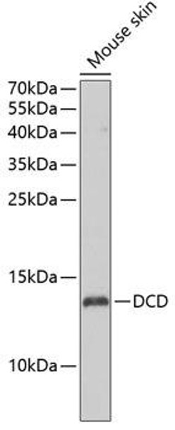 Cell Biology Antibodies 11 Anti-DCD Antibody CAB7280