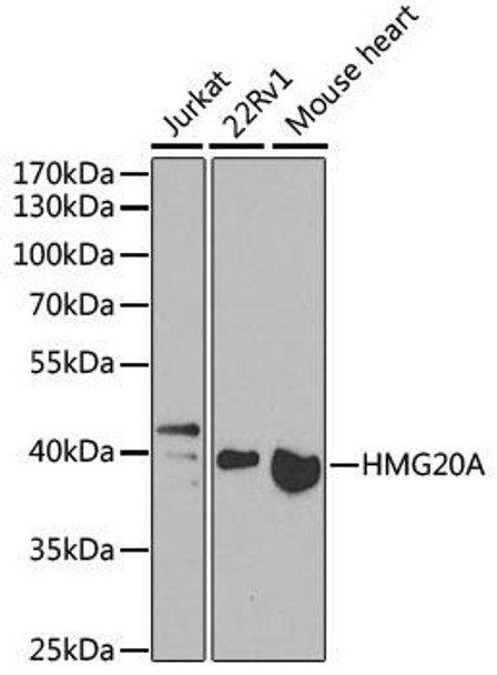 Epigenetics and Nuclear Signaling Antibodies 4 Anti-HMG20A Antibody CAB7286