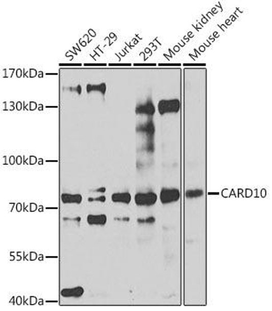 Cell Biology Antibodies 11 Anti-CARD10 Antibody CAB7368