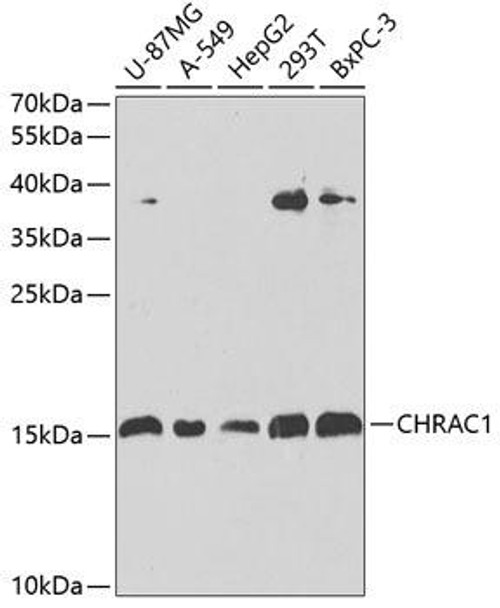 Cell Biology Antibodies 11 Anti-CHRAC1 Antibody CAB7372
