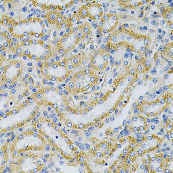 Immunology Antibodies 2 Anti-Fibronectin Antibody CAB7488
