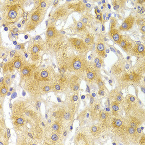 Immunology Antibodies 2 Anti-EIF4G1 Antibody CAB7552