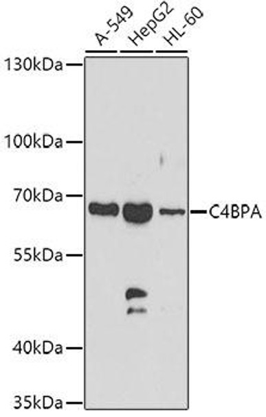Immunology Antibodies 2 Anti-C4BPA Antibody CAB7648