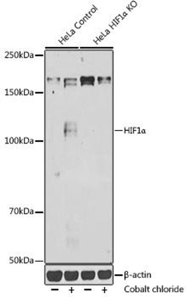 KO Validated Antibodies 1 Anti-HIF1Alpha Antibody CAB7684KO Validated