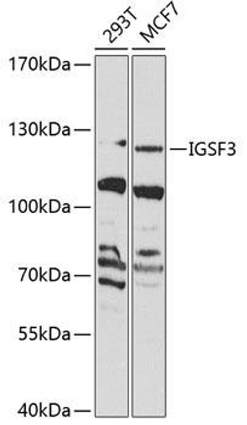 Cell Biology Antibodies 11 Anti-IGSF3 Antibody CAB7689
