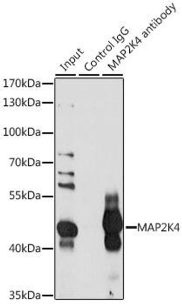 Cell Death Antibodies 2 Anti-MAP2K4 Antibody CAB7724