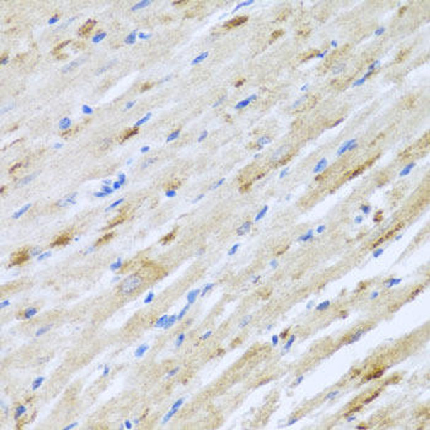 Cell Biology Antibodies 11 Anti-STRN Antibody CAB7734