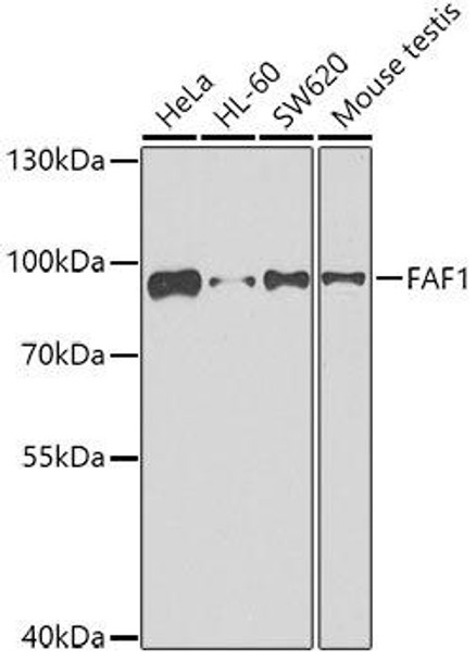 Cell Death Antibodies 2 Anti-FAF1 Antibody CAB7779