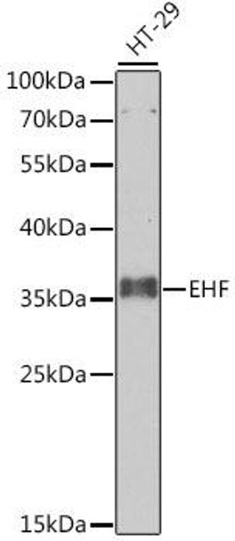 Epigenetics and Nuclear Signaling Antibodies 4 Anti-EHF Antibody CAB7795