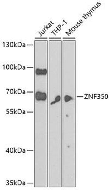 Epigenetics and Nuclear Signaling Antibodies 4 Anti-ZNF350 Antibody CAB7829