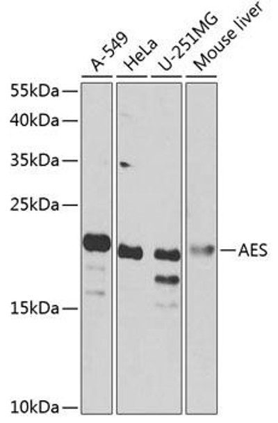 Epigenetics and Nuclear Signaling Antibodies 4 Anti-AES Antibody CAB7874