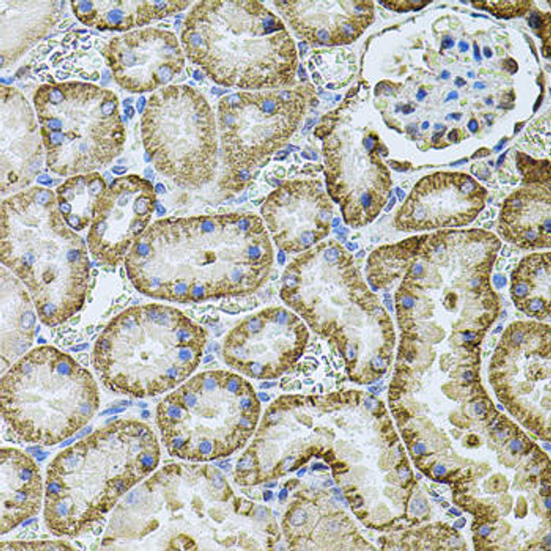 Cell Biology Antibodies 11 Anti-CDH16 Antibody CAB7882