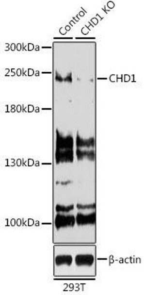 KO Validated Antibodies 1 Anti-CHD1 Antibody CAB7883KO Validated