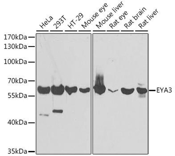 Epigenetics and Nuclear Signaling Antibodies 4 Anti-EYA3 Antibody CAB7893