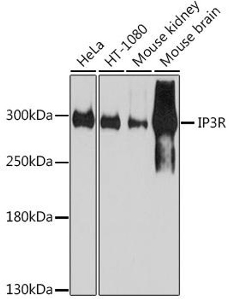 Cell Death Antibodies 2 Anti-IP3R Antibody CAB7905