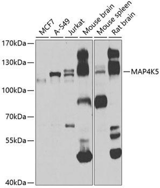 Cell Biology Antibodies 11 Anti-MAP4K5 Antibody CAB7962