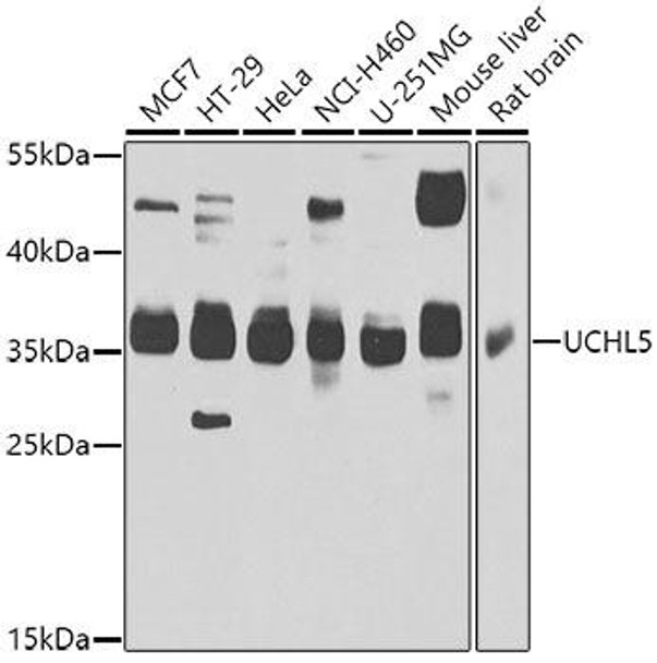 Epigenetics and Nuclear Signaling Antibodies 4 Anti-UCHL5 Antibody CAB7978