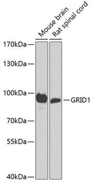 Signal Transduction Antibodies 3 Anti-GRID1 Antibody CAB8011