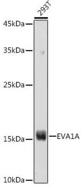 Cell Death Antibodies 2 Anti-EVA1A Antibody CAB8070