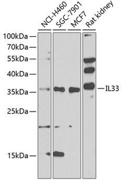 Epigenetics and Nuclear Signaling Antibodies 4 Anti-Interleukin-33 Antibody CAB8096