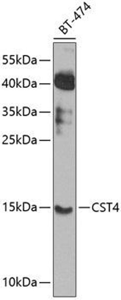Cell Biology Antibodies 11 Anti-Cystatin-S Antibody CAB8114