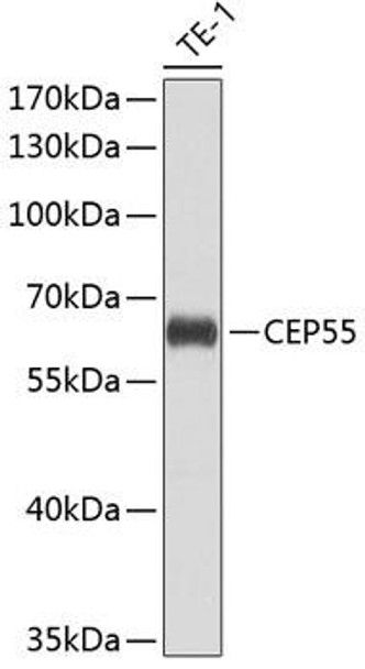 Cell Cycle Antibodies 2 Anti-CEP55 Antibody CAB8229