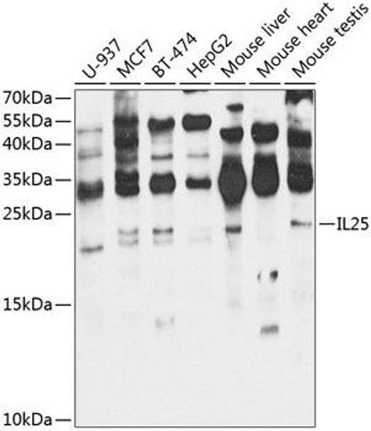 Cell Biology Antibodies 12 Anti-Interleukin-25 Antibody CAB8252