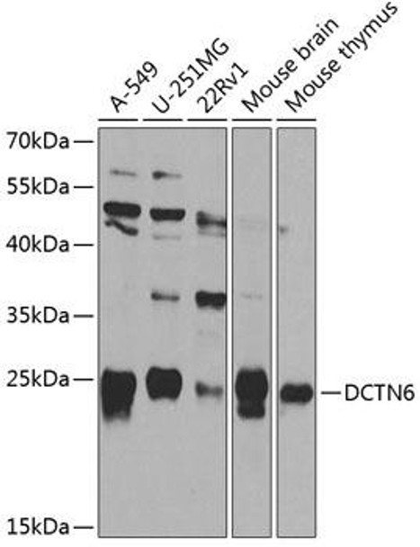 Cell Biology Antibodies 12 Anti-Dynactin subunit 6 Antibody CAB8316