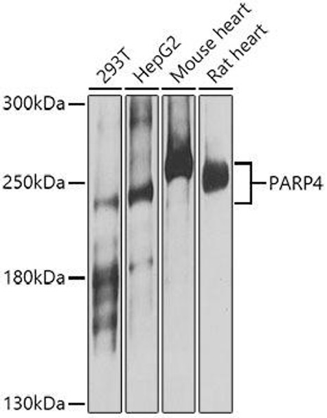 Cell Biology Antibodies 12 Anti-PARP4 Antibody CAB8343