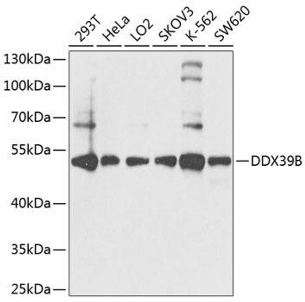 Epigenetics and Nuclear Signaling Antibodies 4 Anti-DDX39B Antibody CAB8356