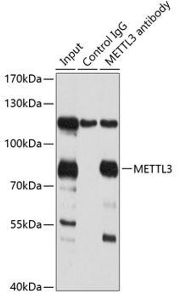 Cell Biology Antibodies 12 Anti-METTL3 Antibody CAB8370