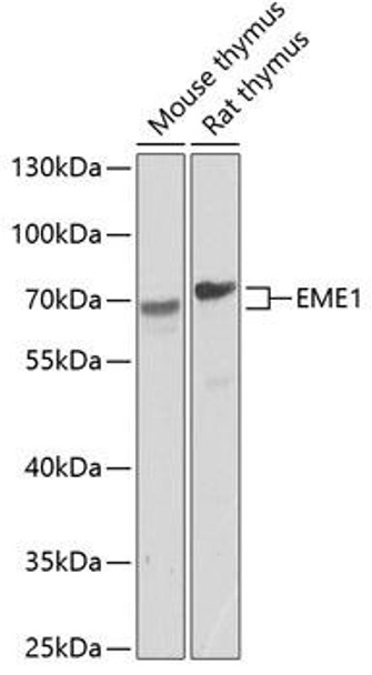 Epigenetics and Nuclear Signaling Antibodies 4 Anti-EME1 Antibody CAB8375