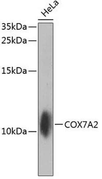 Cell Biology Antibodies 12 Anti-COX7A2 Antibody CAB8406