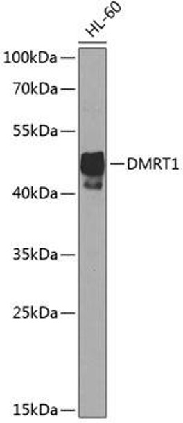 Developmental Biology Anti-DMRT1 Antibody CAB8411