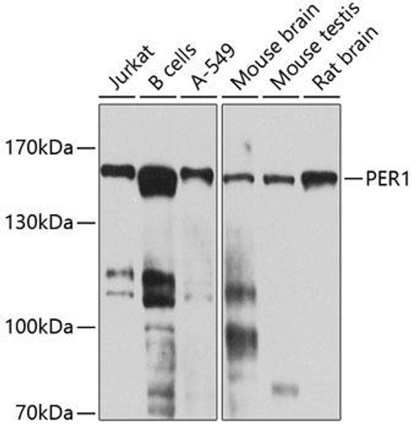 Cell Biology Antibodies 12 Anti-PER1 Antibody CAB8449