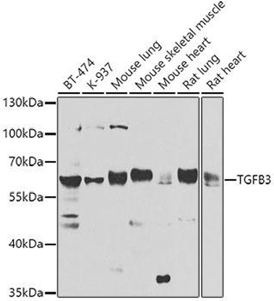 Cell Biology Antibodies 12 Anti-TGFB3 Antibody CAB8460
