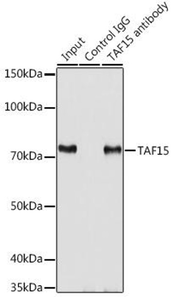 Cell Biology Antibodies 12 Anti-TAF15 Antibody CAB8465