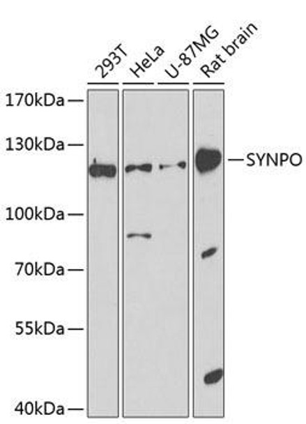 Cell Biology Antibodies 12 Anti-Synaptopodin Antibody CAB8484