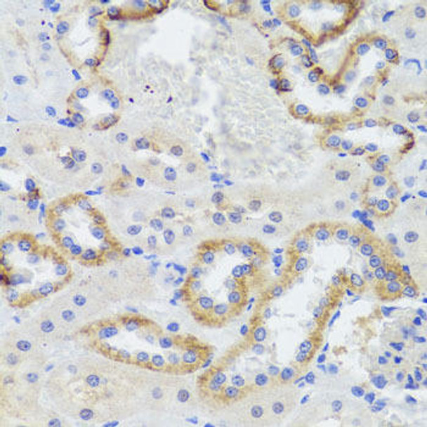 Cell Biology Antibodies 12 Anti-Synaptopodin Antibody CAB8484