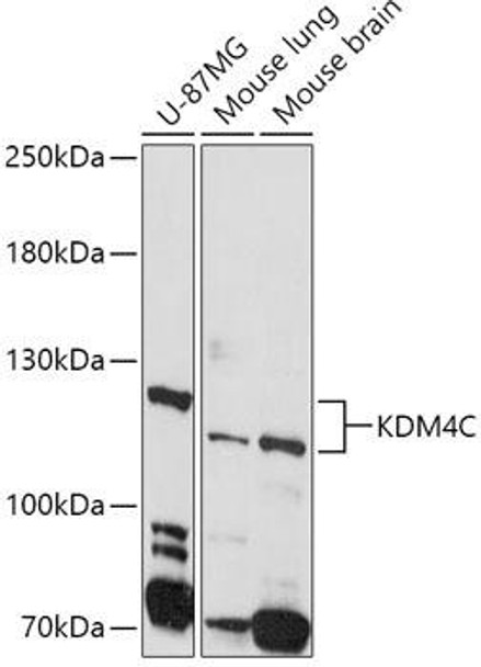 Epigenetics and Nuclear Signaling Antibodies 4 Anti-KDM4C Antibody CAB8485