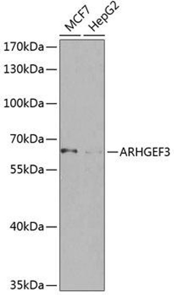 Cell Biology Antibodies 12 Anti-ARHGEF3 Antibody CAB8490