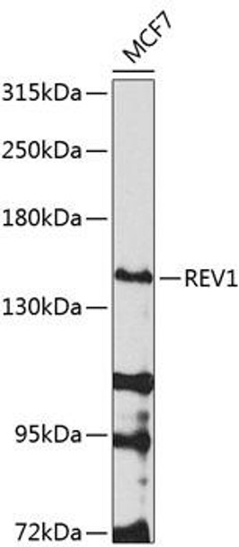 Epigenetics and Nuclear Signaling Antibodies 4 Anti-REV1 Antibody CAB8493