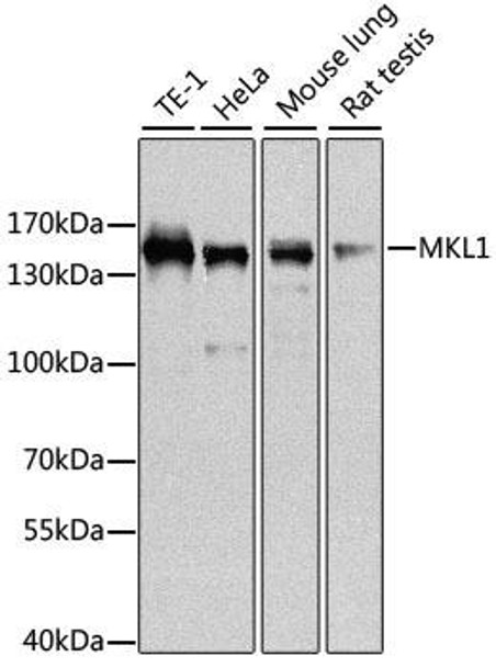 Epigenetics and Nuclear Signaling Antibodies 4 Anti-MKL1 Antibody CAB8504