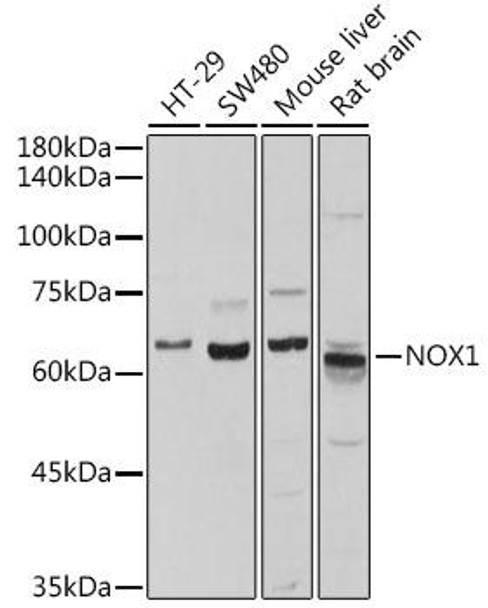 Cell Biology Antibodies 12 Anti-NADPH oxidase 1 Antibody CAB8527