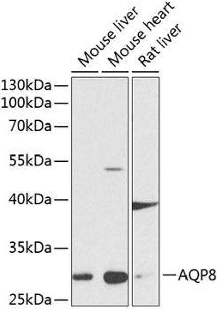 Signal Transduction Antibodies 3 Anti-Aquaporin-8 Antibody CAB8539