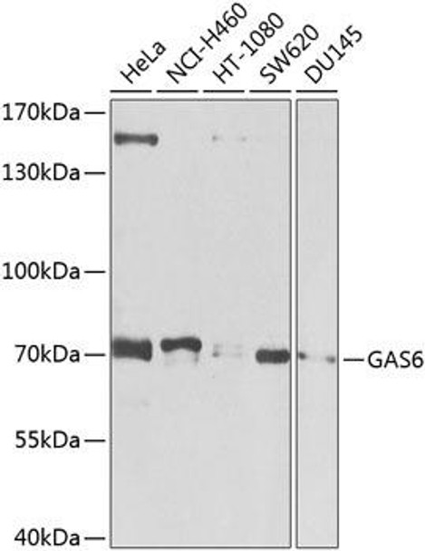 Developmental Biology Anti-GAS6 Antibody CAB8545