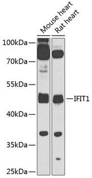 Immunology Antibodies 3 Anti-IFIT1 Antibody CAB8551