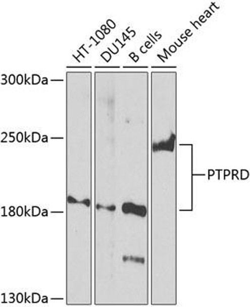 Cell Biology Antibodies 12 Anti-PTPRD Antibody CAB8559